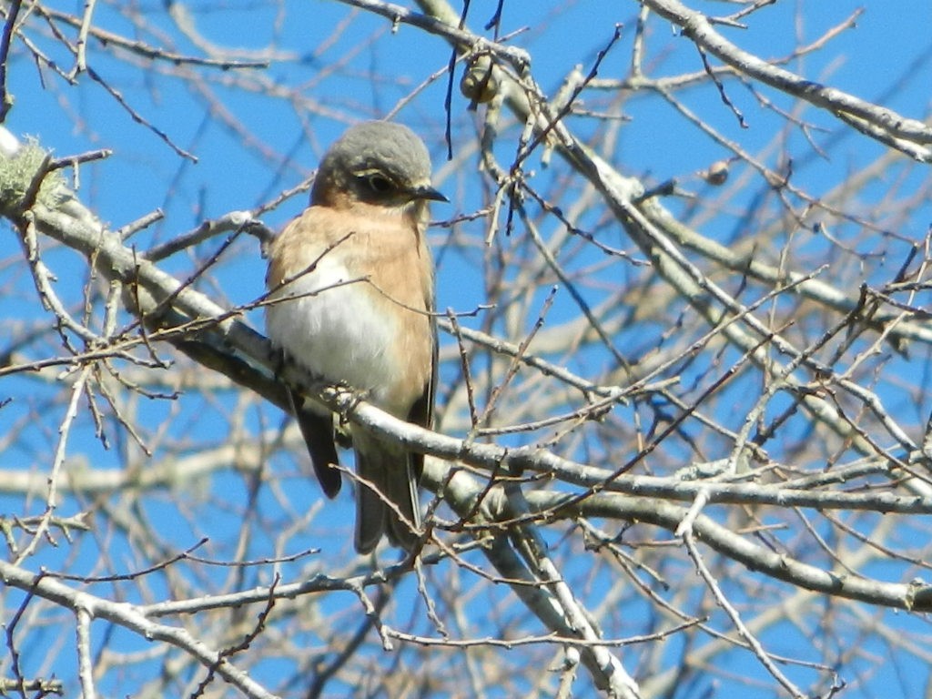 Eastern Bluebird - ML129060931