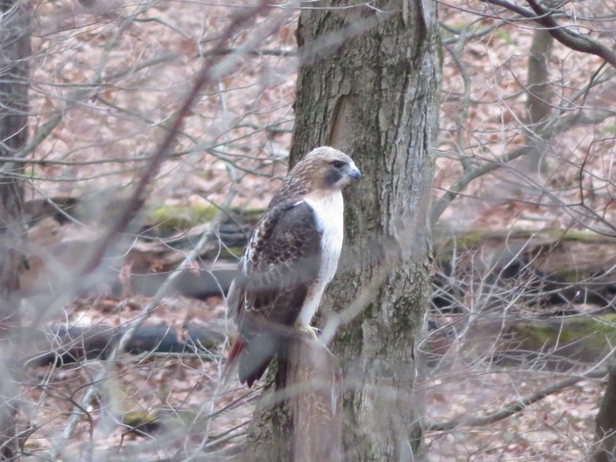 Red-tailed Hawk - ML129060951