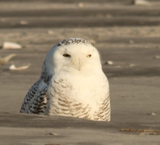 Snowy Owl - ML129061881