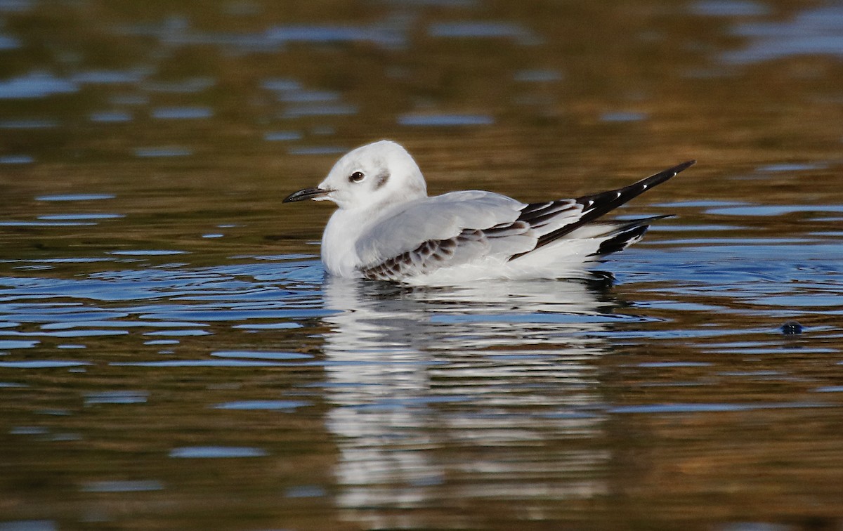 Bonaparte's Gull - Ray Bontrager