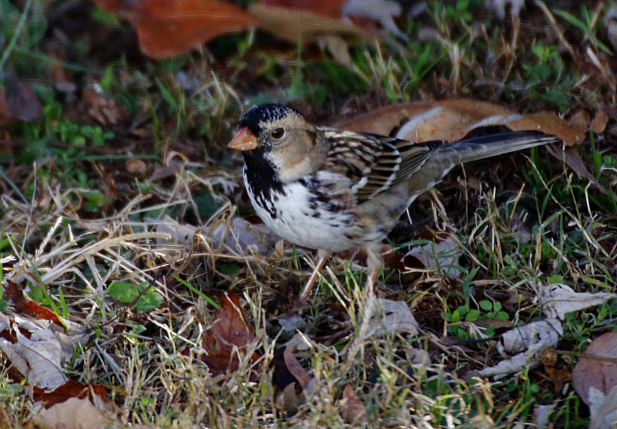 Harris's Sparrow - Ray Bontrager