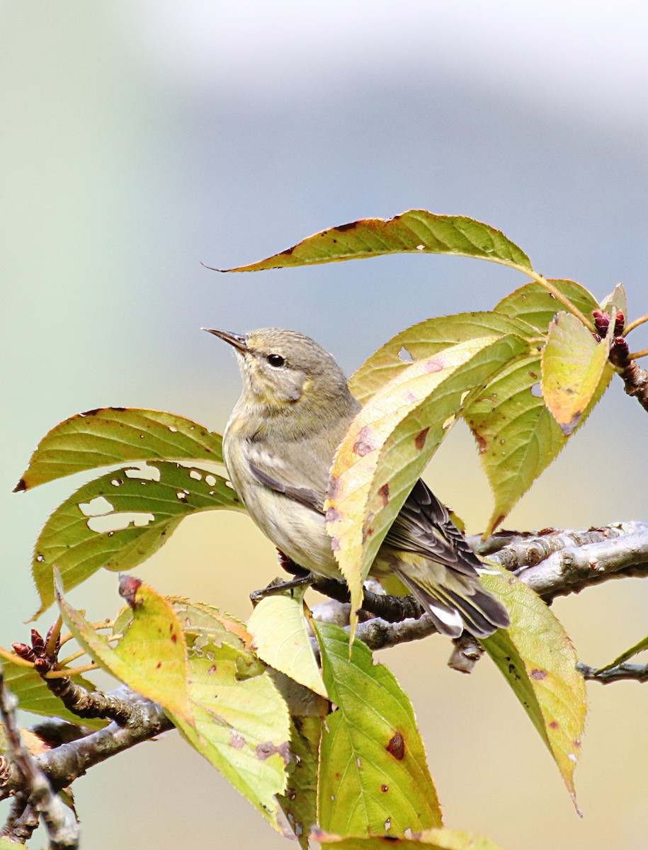 Cape May Warbler - ML129067331
