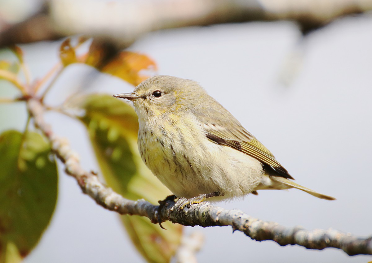 Cape May Warbler - ML129067361
