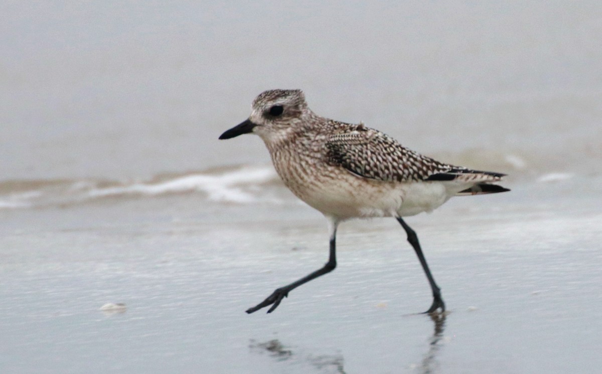 Black-bellied Plover - ML129067751