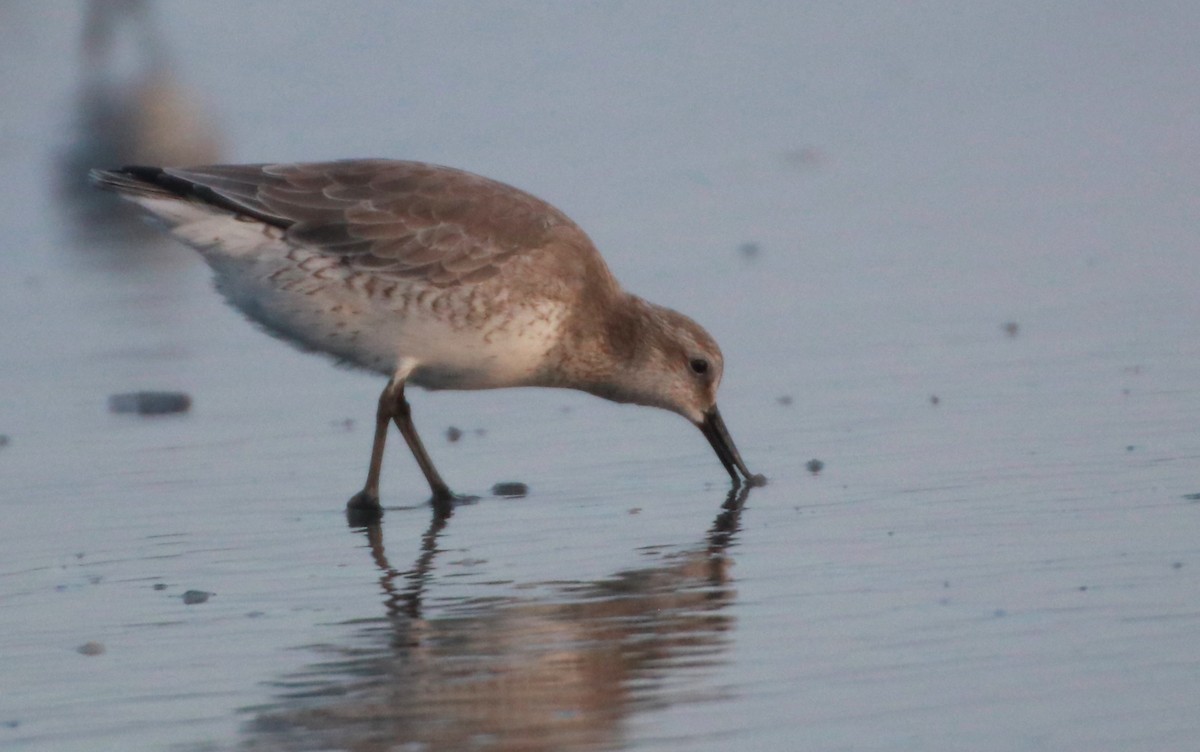 Red Knot - ML129067841