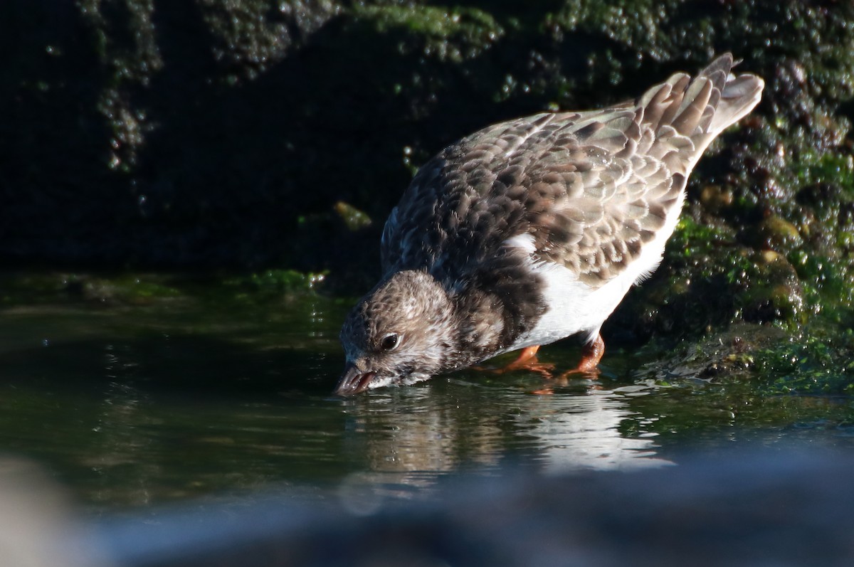 Ruddy Turnstone - Ray Bontrager