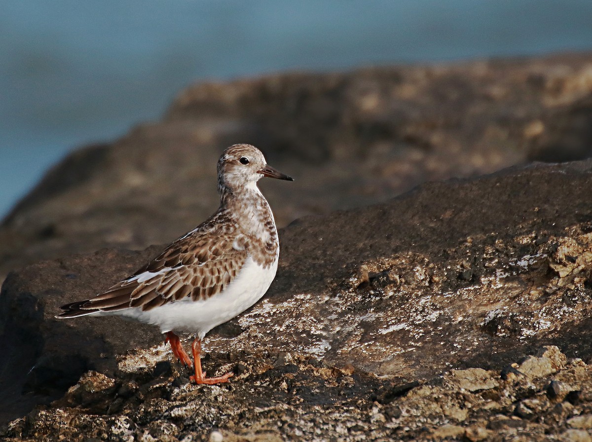 Ruddy Turnstone - ML129067881