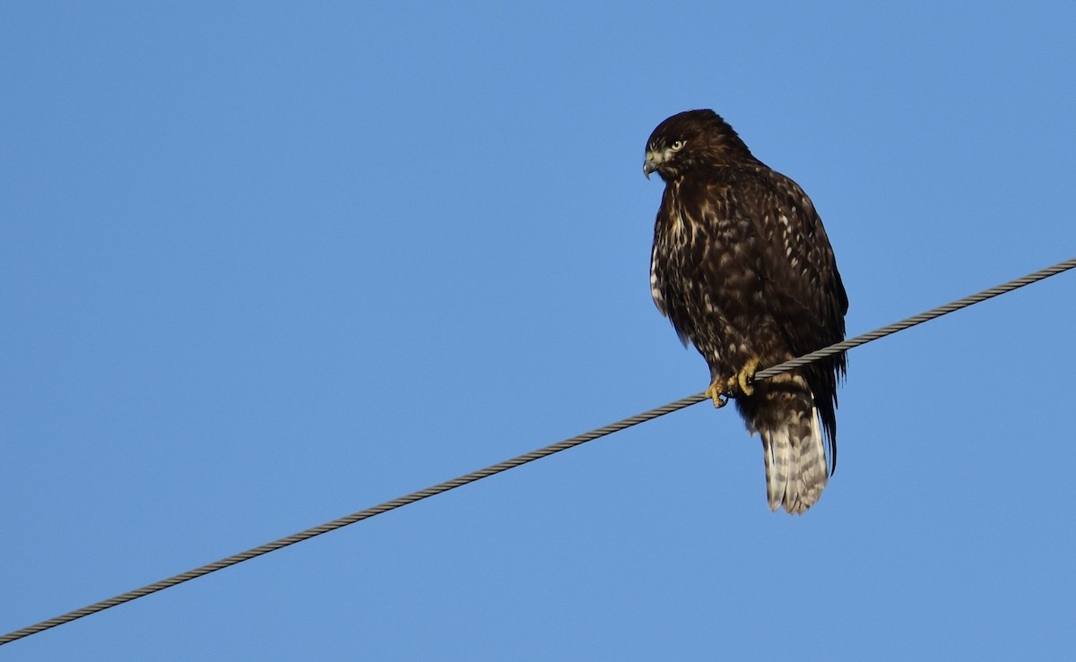 Red-tailed Hawk (calurus/abieticola) - Brandyn Kerscher