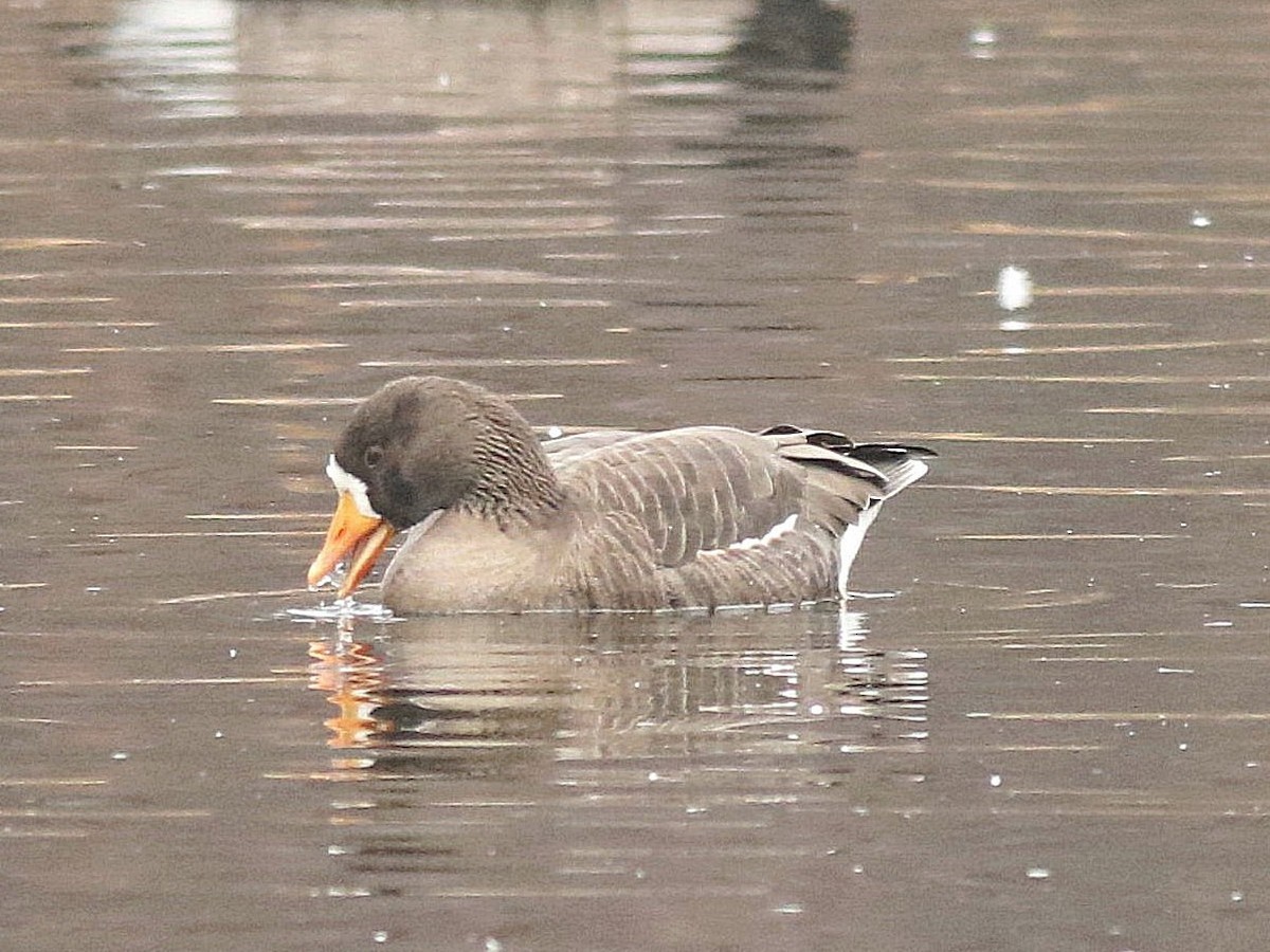 Greater White-fronted Goose - ML129068331