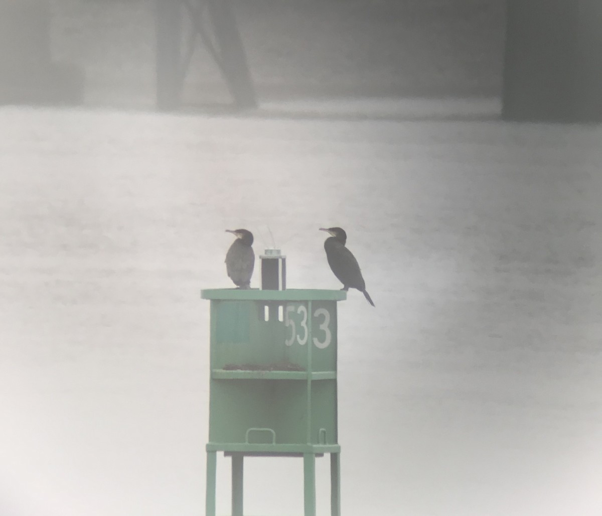 Great Cormorant - ML129068351