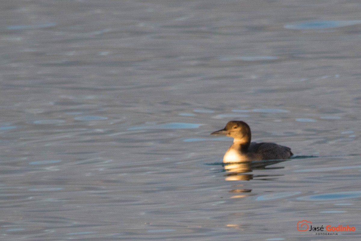 Common Loon - José Godinho