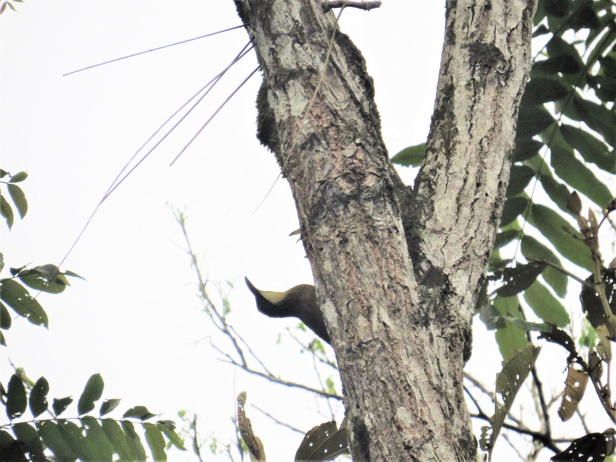 White-throated Woodcreeper - ML129070181