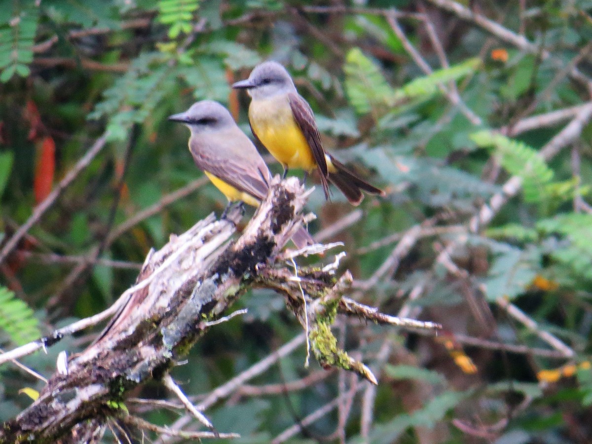 Tropical Kingbird - ML129070461