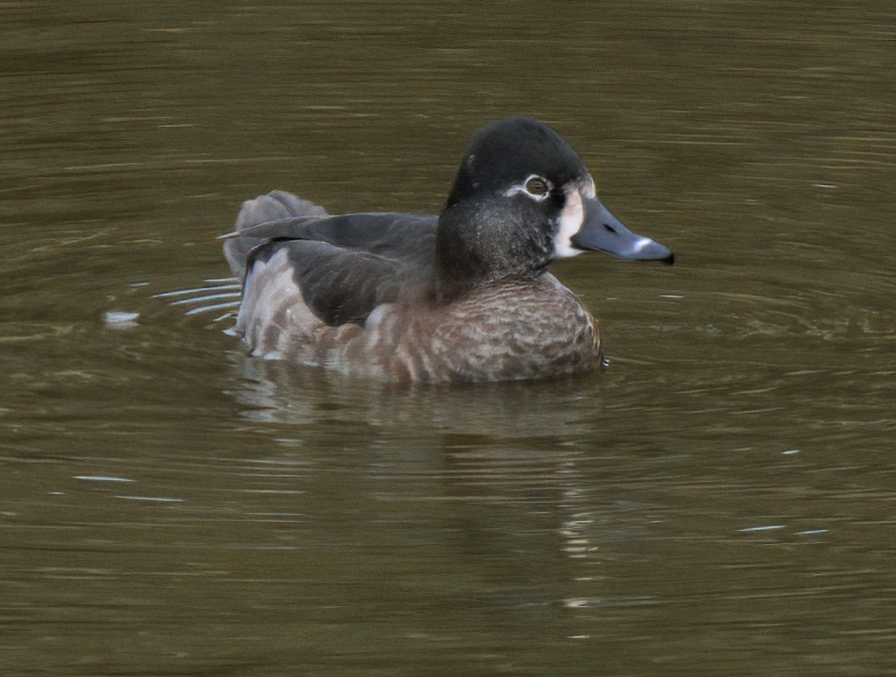 Ring-necked Duck - ML129070821
