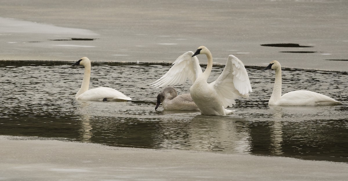 Cisne Trompetero - ML129071001