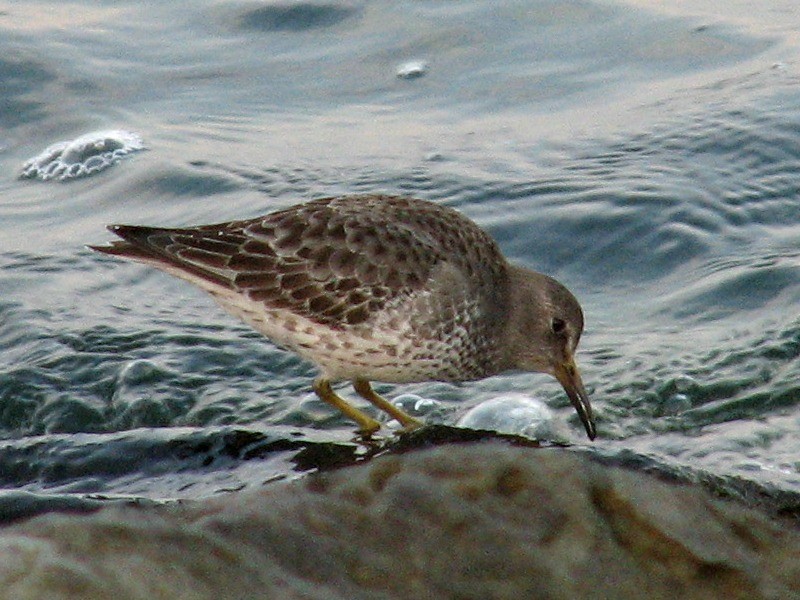 Rock Sandpiper - ML129071911