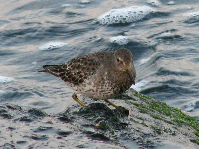 Rock Sandpiper - ML129071921