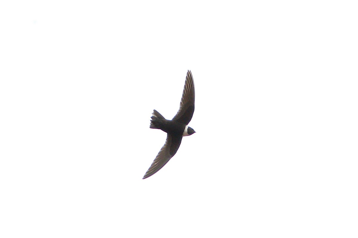 White-collared Swift - Jon Irvine