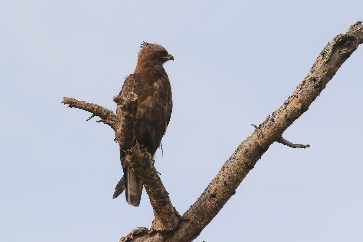 Wahlberg's Eagle - ML129077131