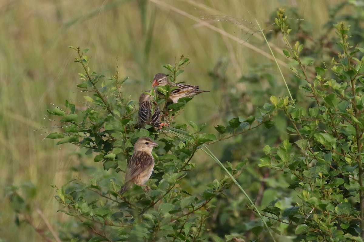 Red-billed Quelea - ML129077181