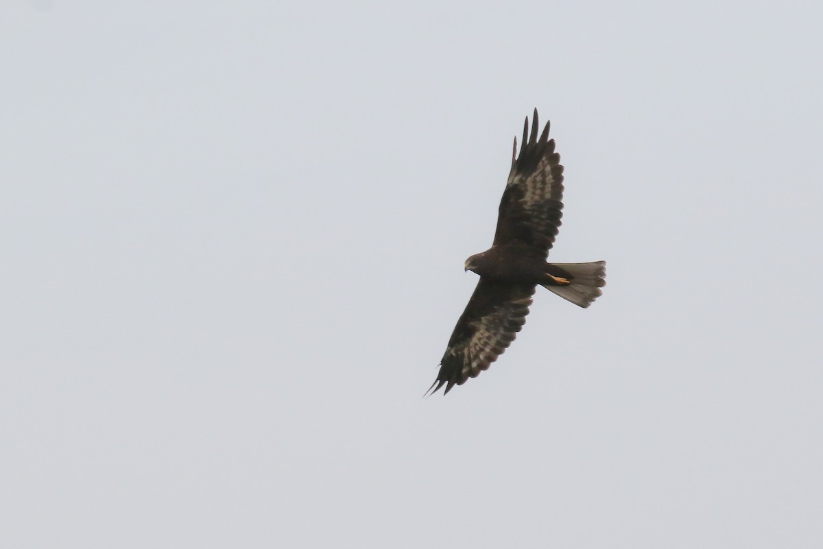 African Marsh Harrier - ML129077431