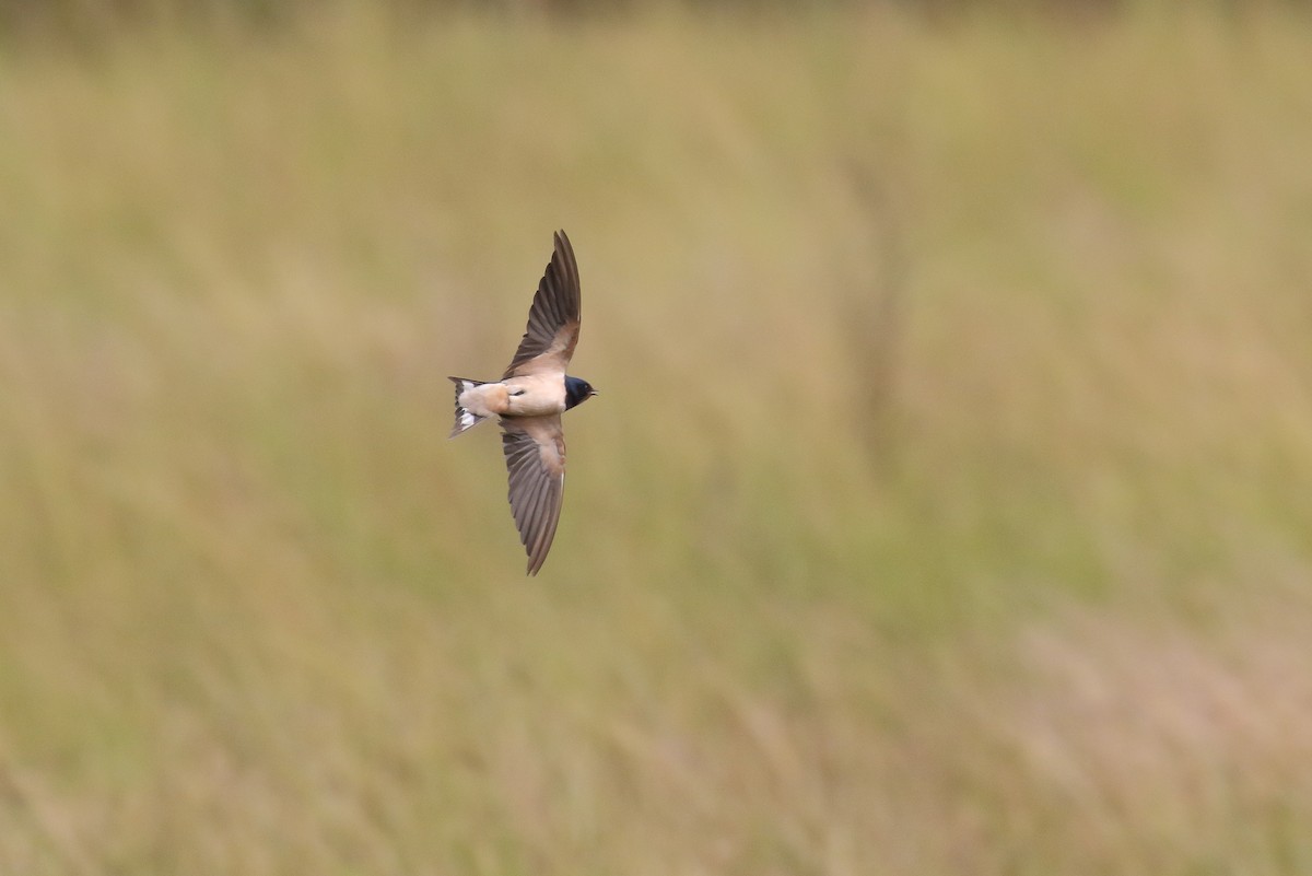 Barn Swallow - Michael O'Brien