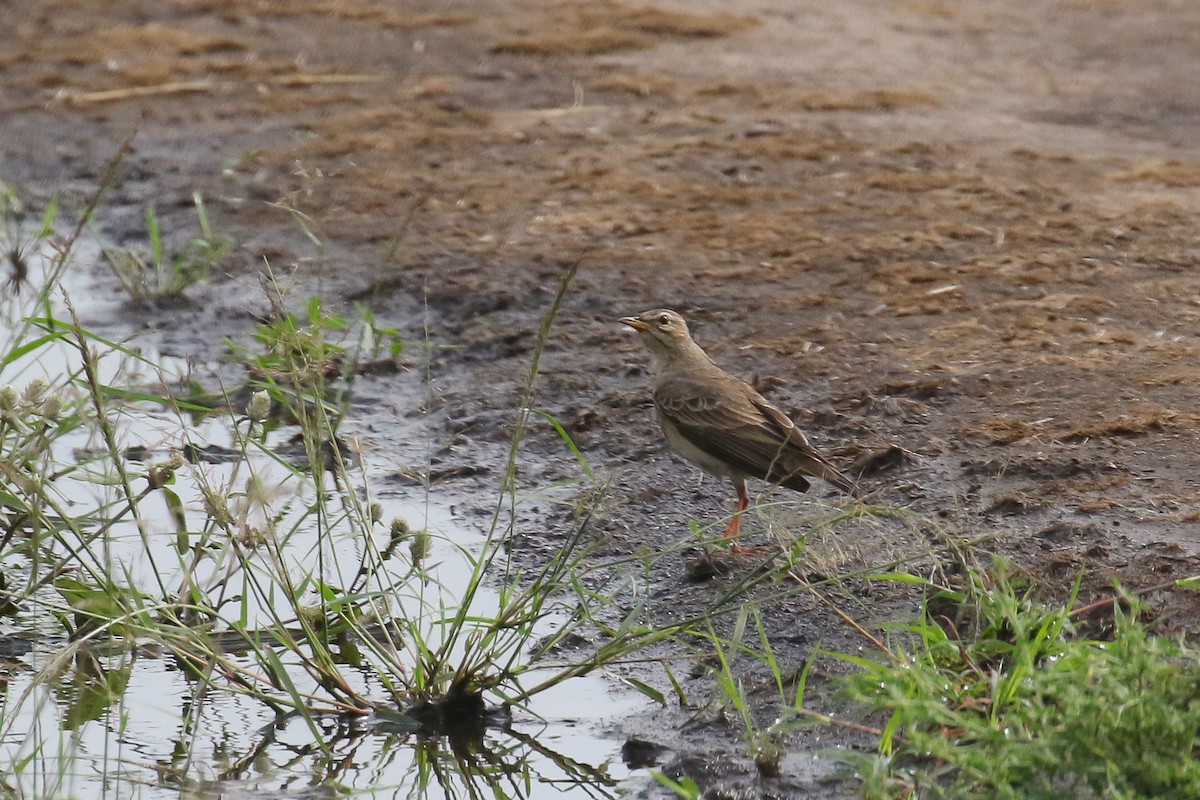 Plain-backed Pipit - ML129077761