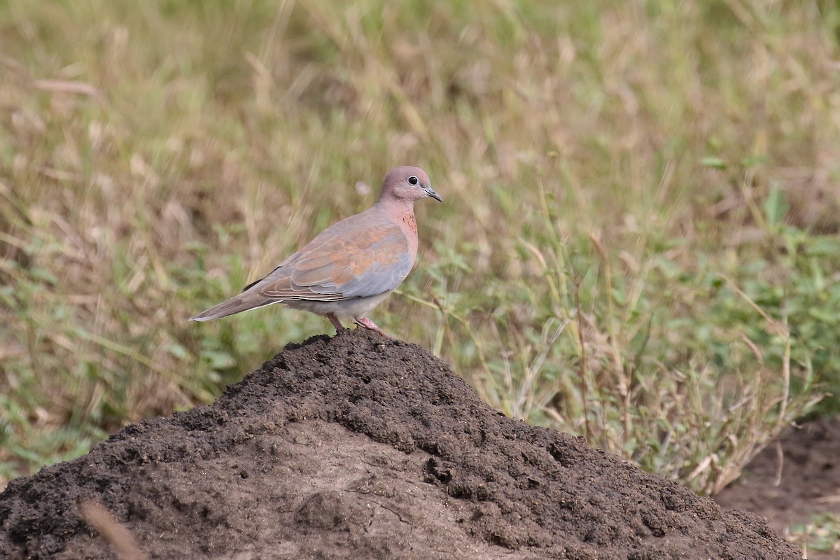 Tórtola Senegalesa - ML129078021