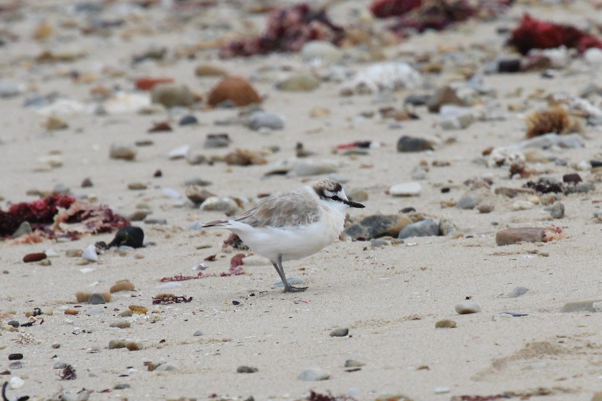 White-fronted Plover - Oliver Lindhiem