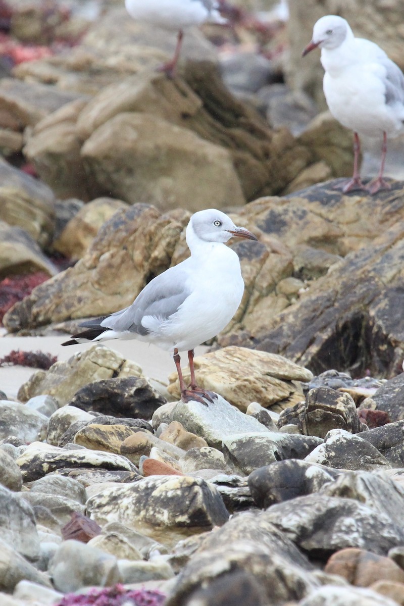 Gaviota Cabecigrís - ML129078161