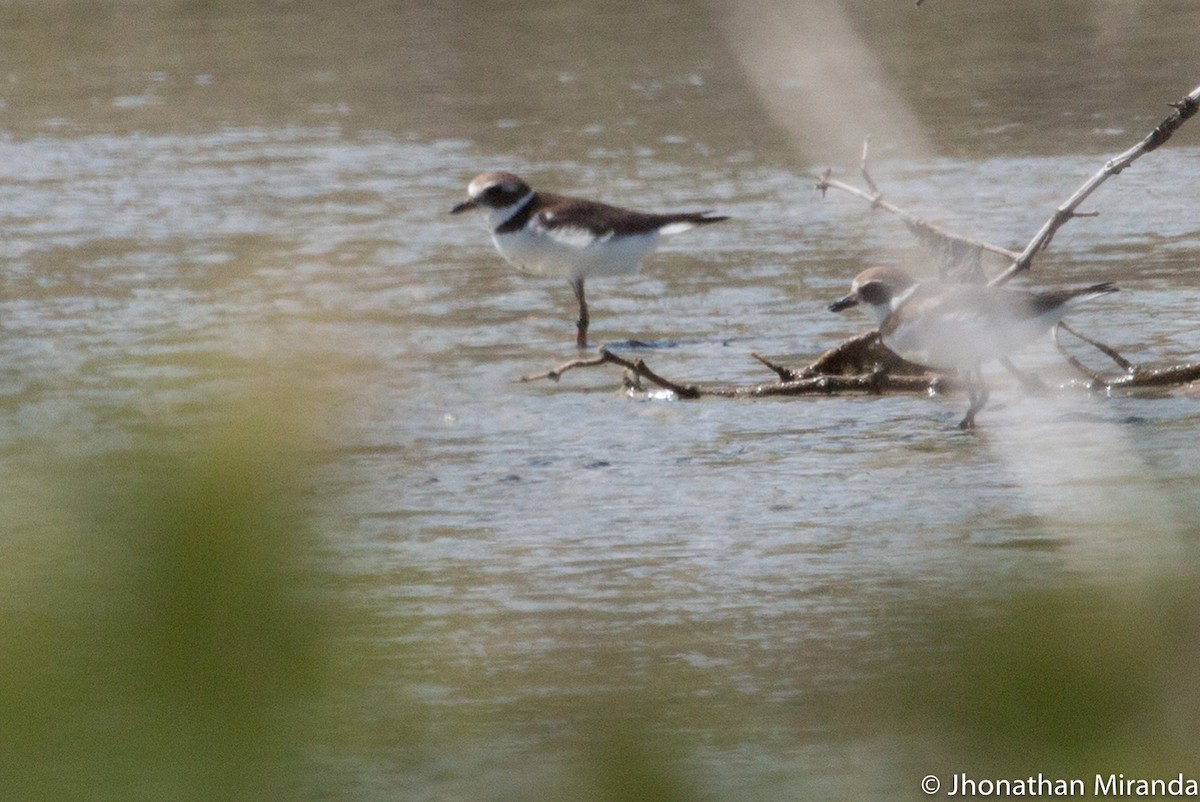 Semipalmated Plover - Jhonathan Miranda - Wandering Venezuela Birding Expeditions