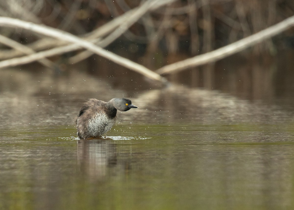 Least Grebe - ML129079751