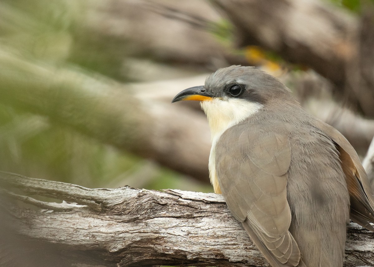 Mangrove Cuckoo - ML129079831