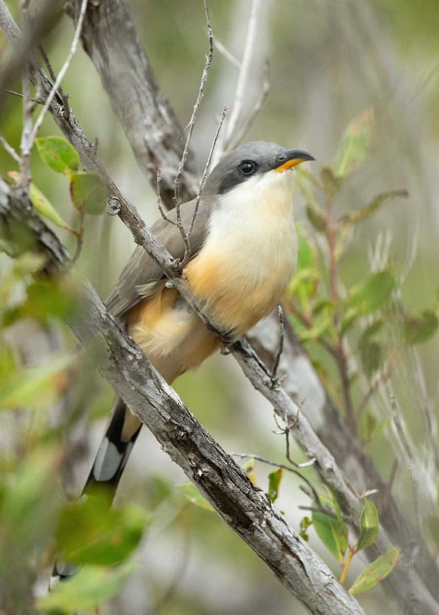 Mangrove Cuckoo - ML129080291