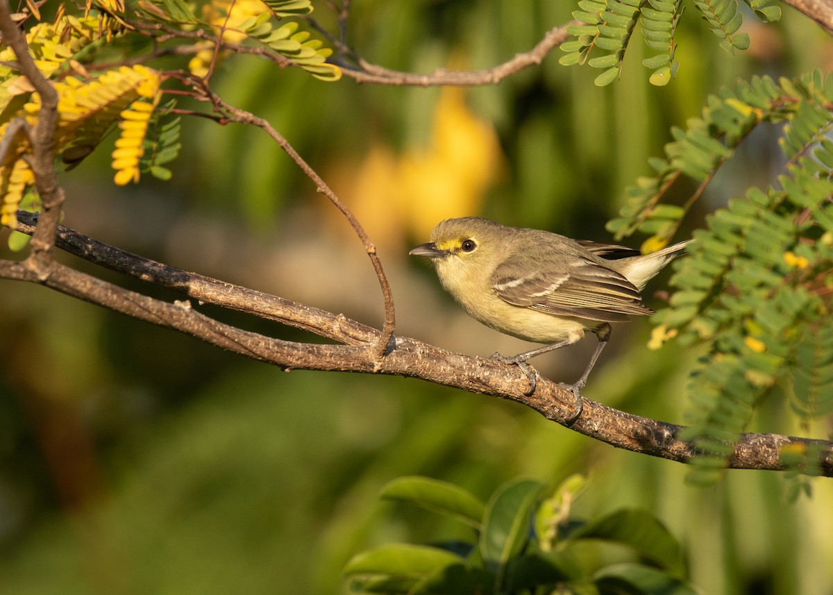 Vireo Piquigrueso - ML129080541