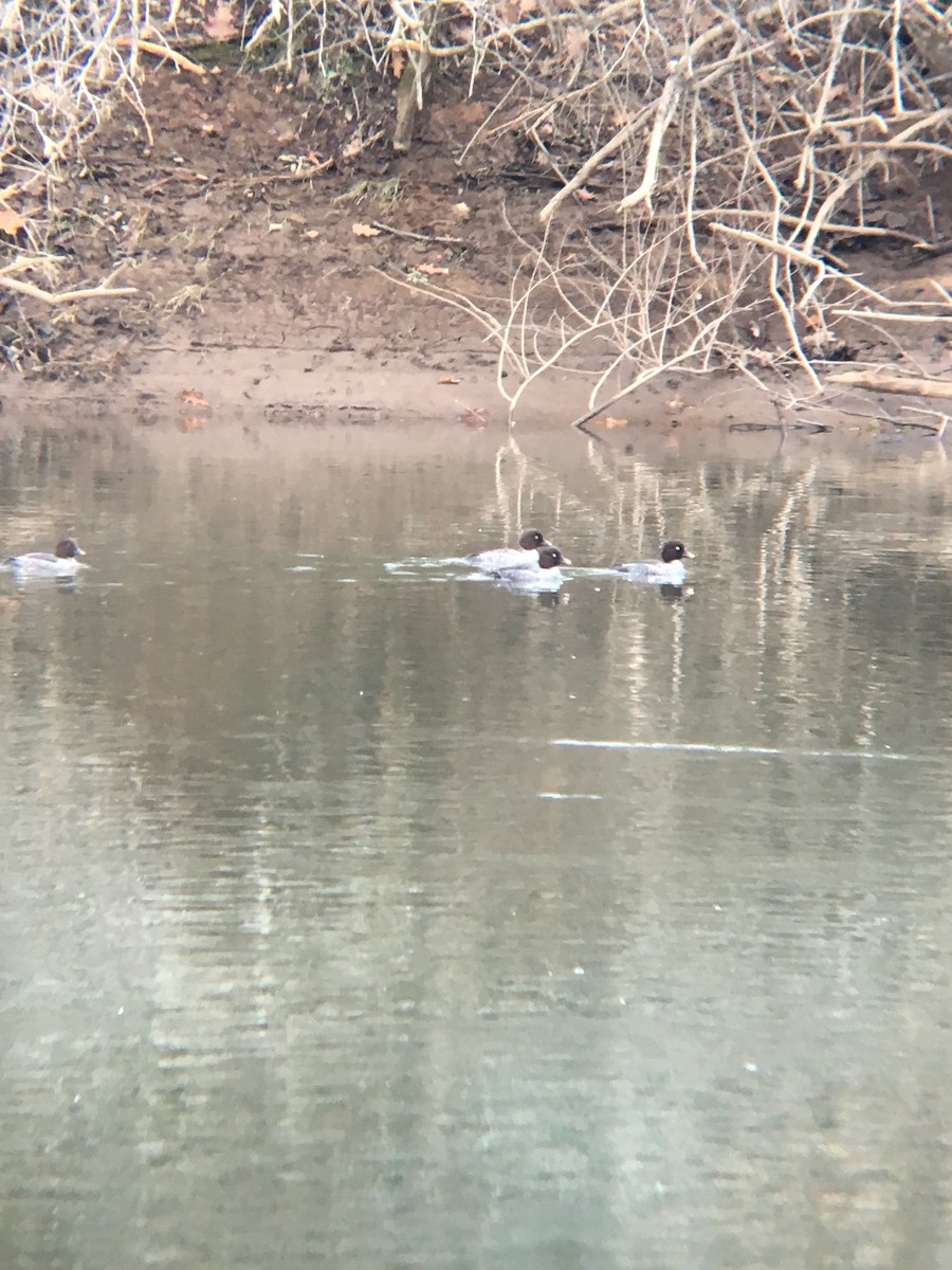 Common Goldeneye - ML129082321