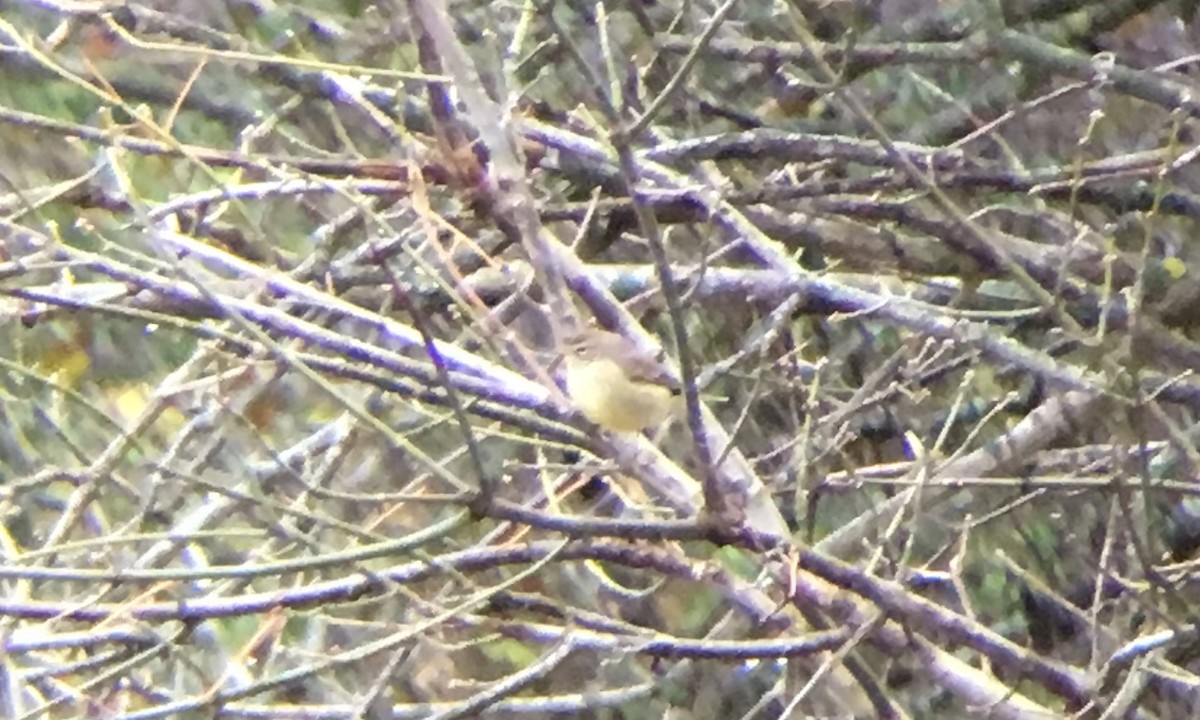 Palm Warbler (Western) - ML129084981