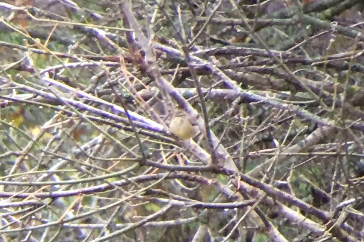 Palm Warbler (Western) - ML129084991