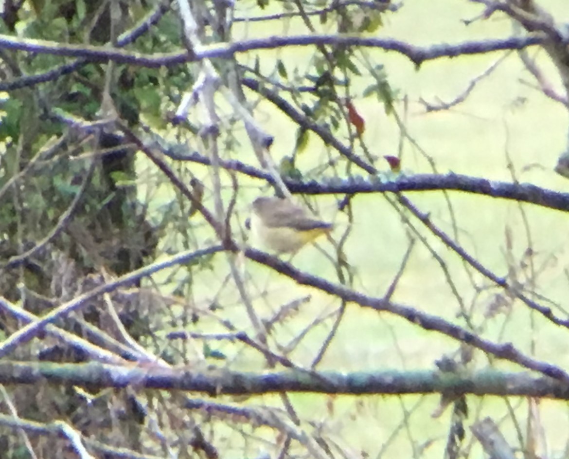 Palm Warbler (Western) - ML129085011