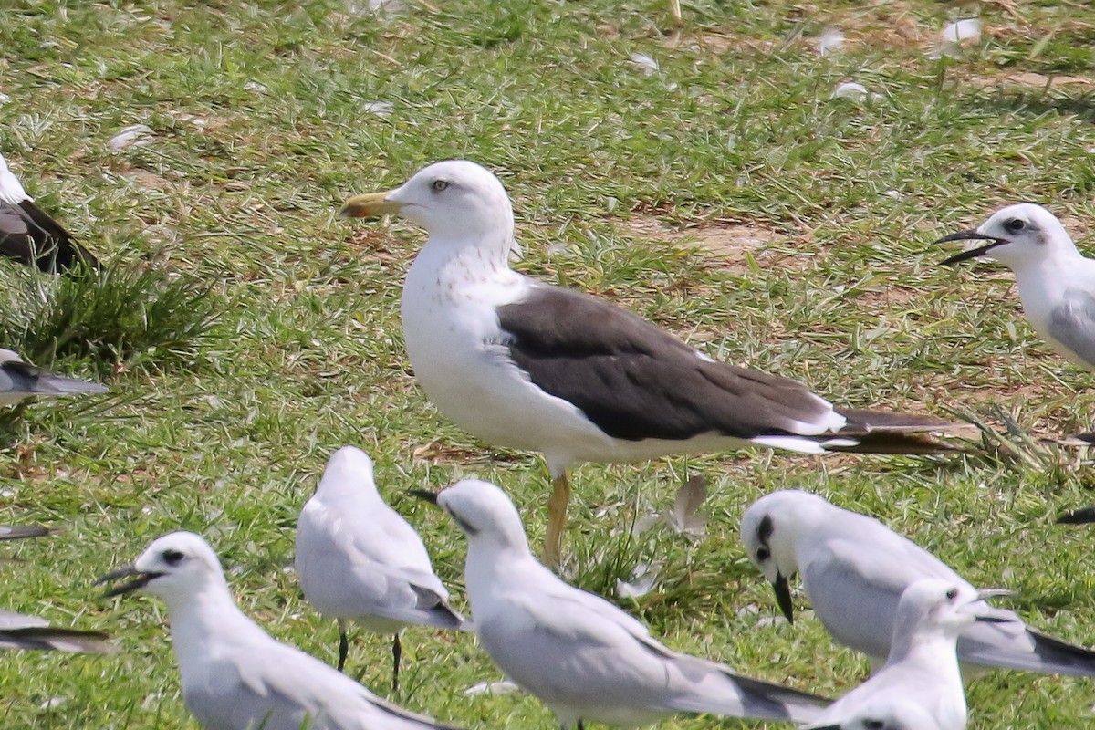 Lesser Black-backed Gull (fuscus) - Michael O'Brien