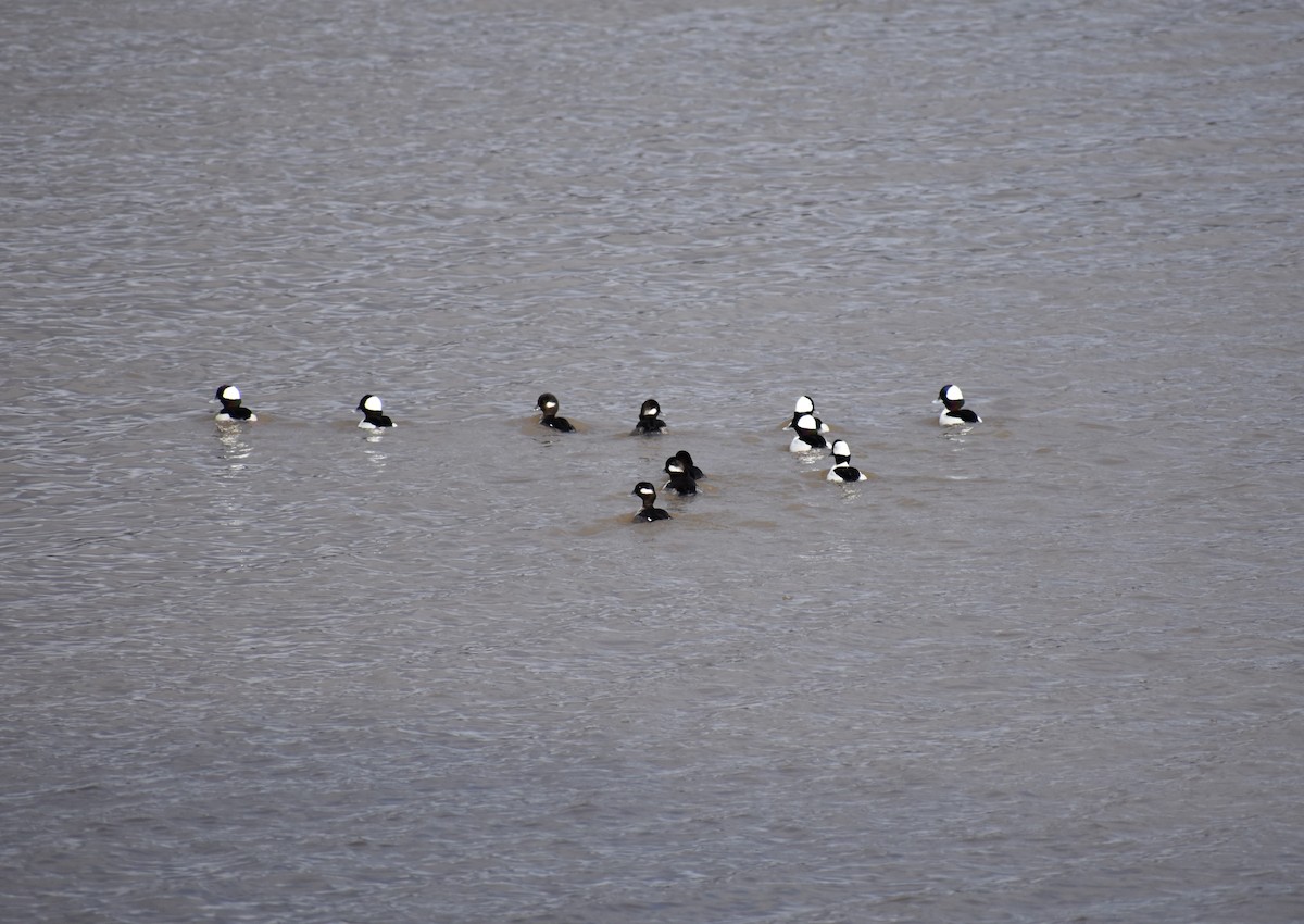 Bufflehead - ML129086471