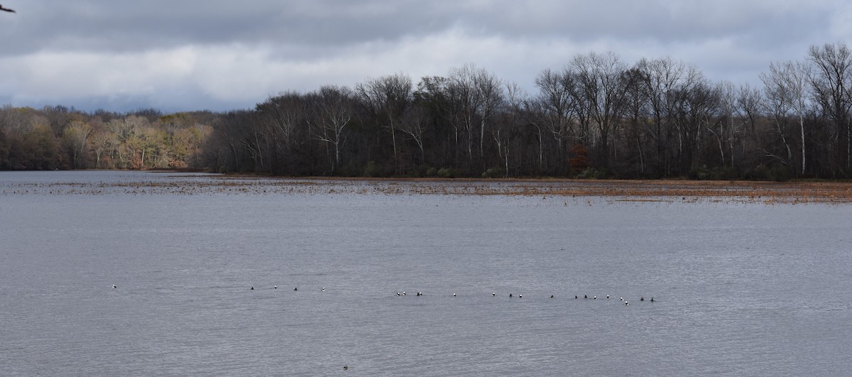 Bufflehead - ML129086481