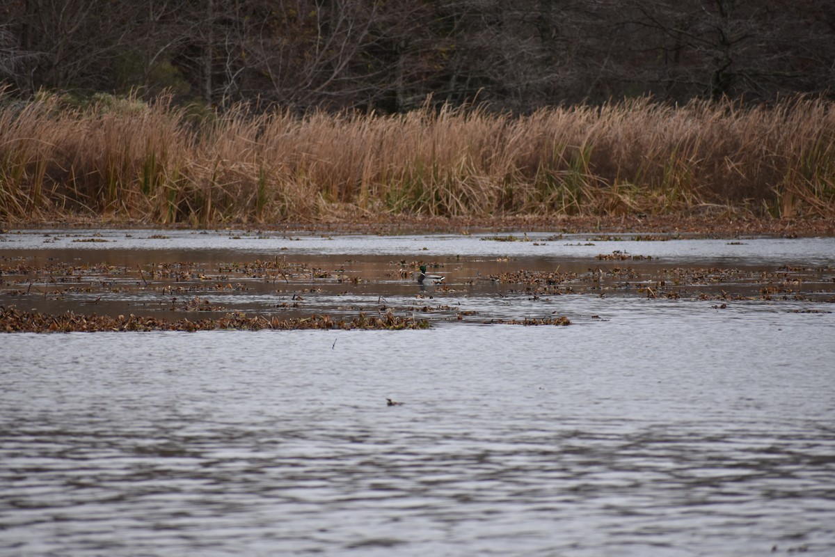 Mallard - ML129087131