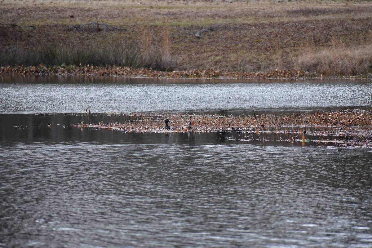 Ring-necked Duck - ML129087171