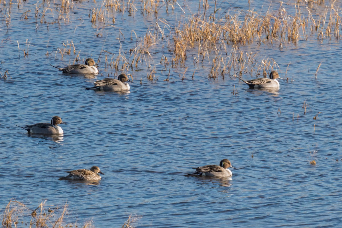 Northern Pintail - ML129087281