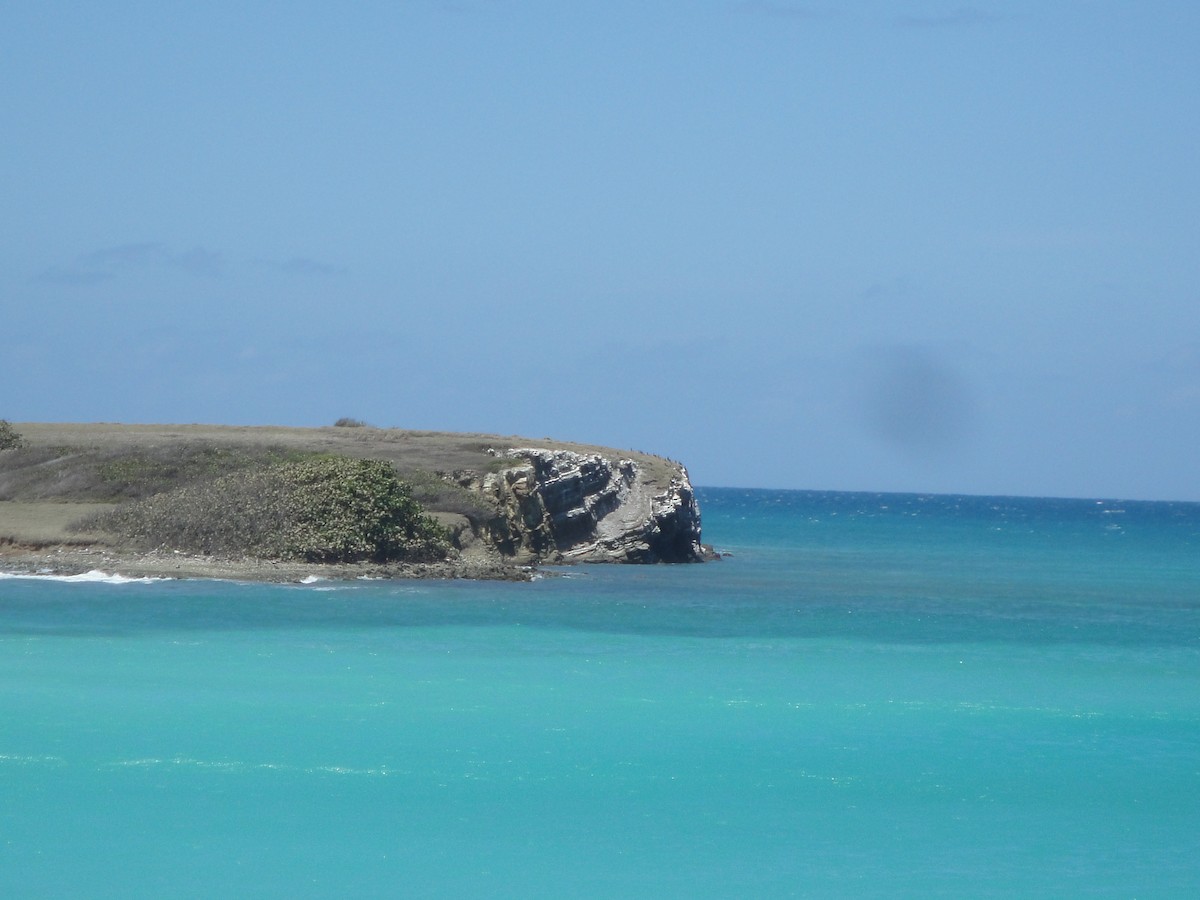 Sula fosca - ML129088021
