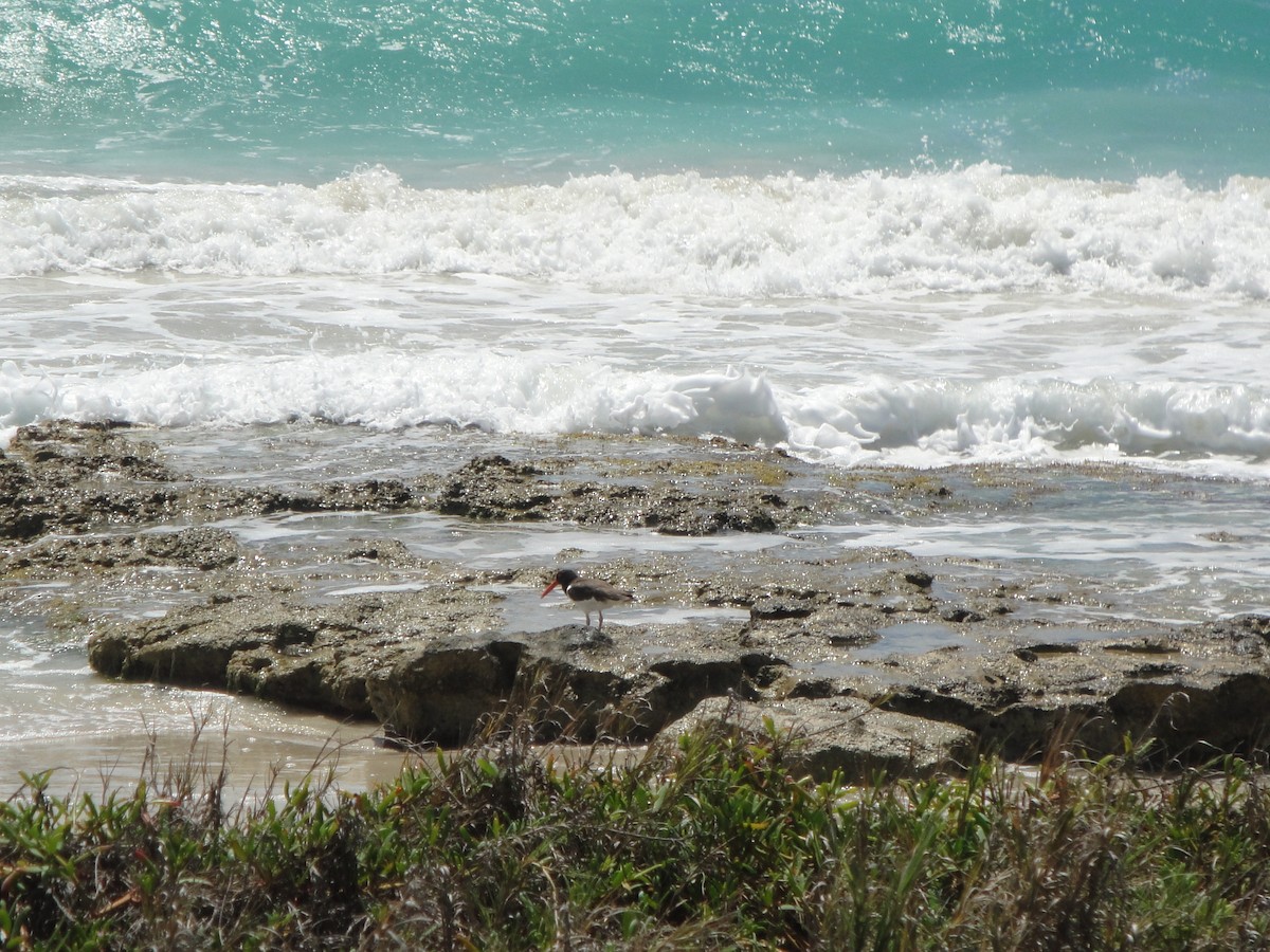American Oystercatcher - ML129088061