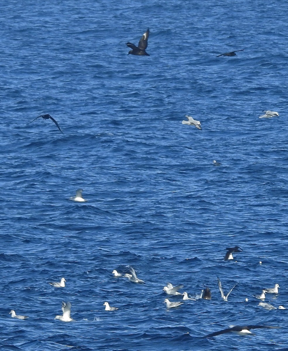 Brown Skua - ML129093571