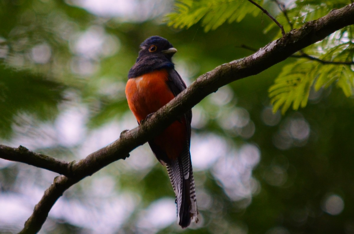 Blue-crowned Trogon - Valentin Zarate