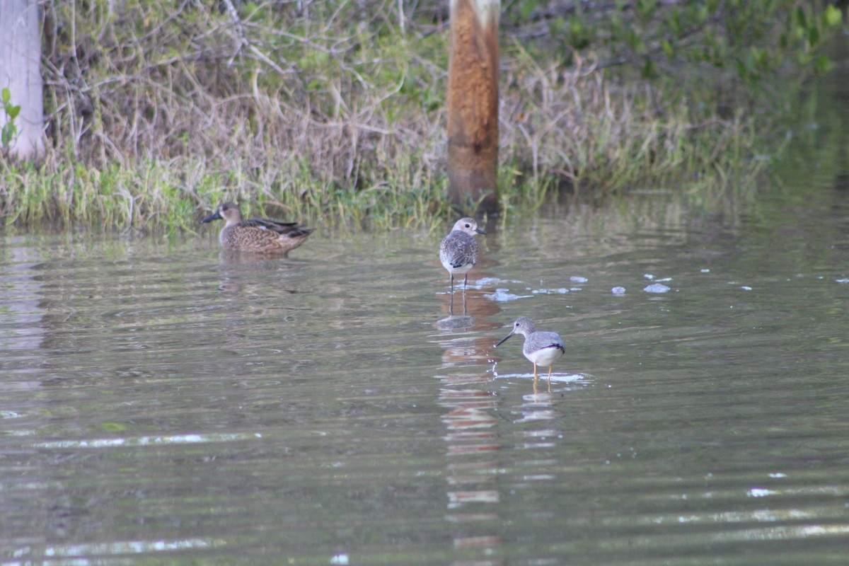 Greater Yellowlegs - ML129095421